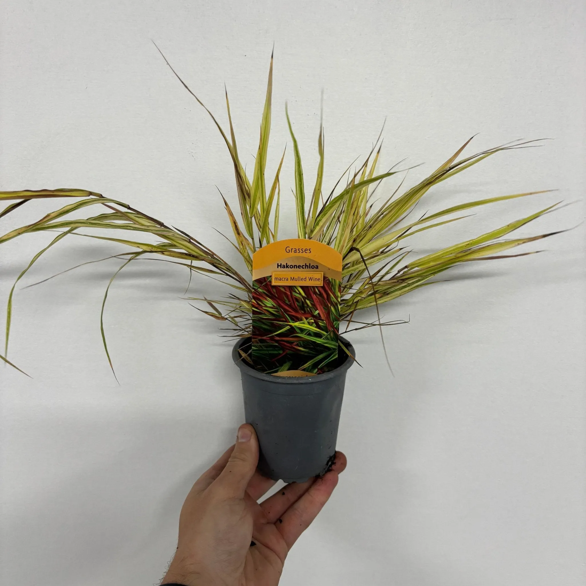 Hakonechloa macra 'Mulled Wine' 9cm